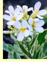 Арабис, или резуха (Arabis) Арабис, или резуха (Arabis)